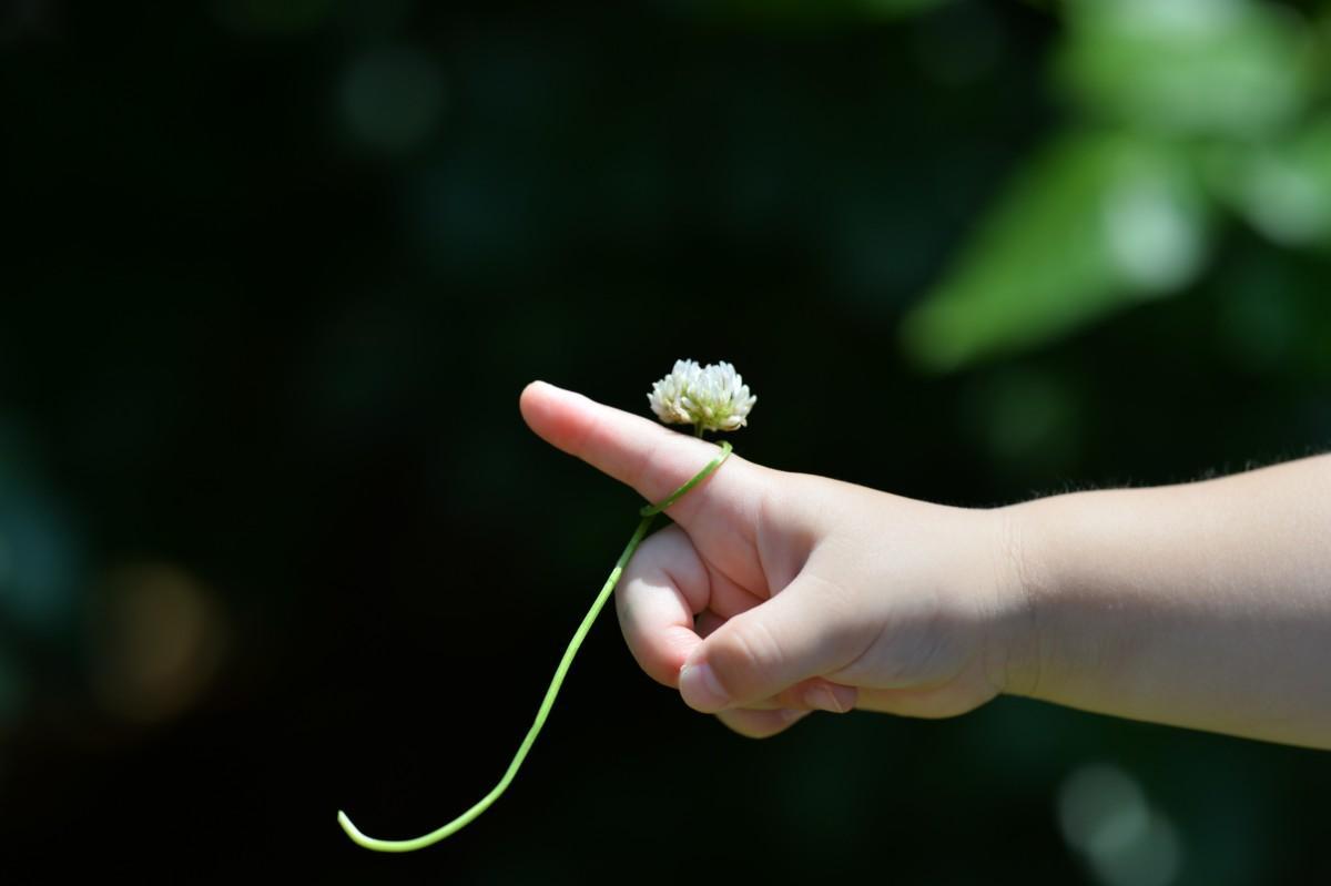 apilan kukka lapsen kädessä