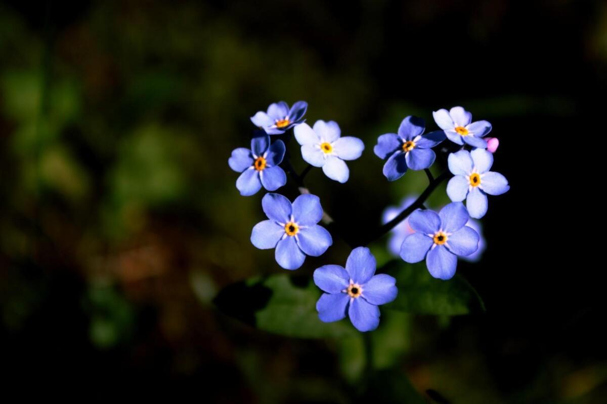 violetit kukat sydämen muodossa