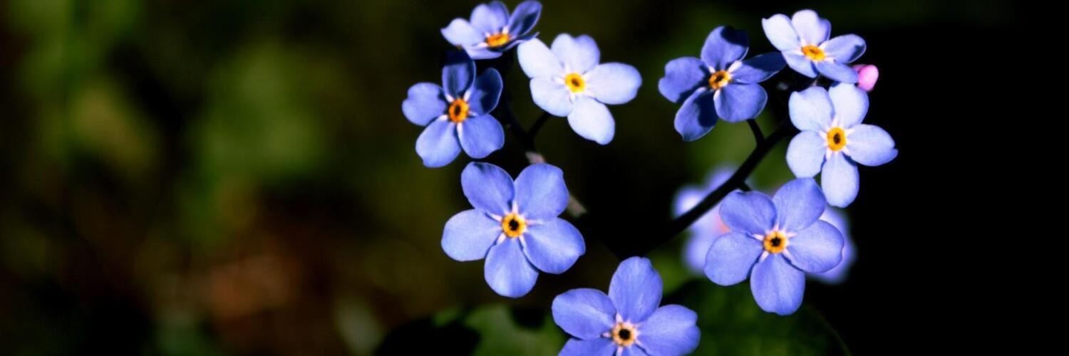violetit kukat sydämen muodossa