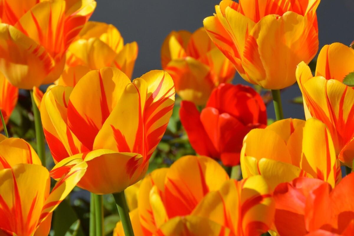 oranssit tulppaanit
