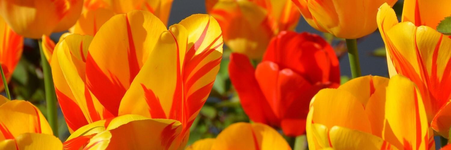 oranssit tulppaanit